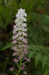 Osceola's plume <BR>Death camas <BR>Crow poison